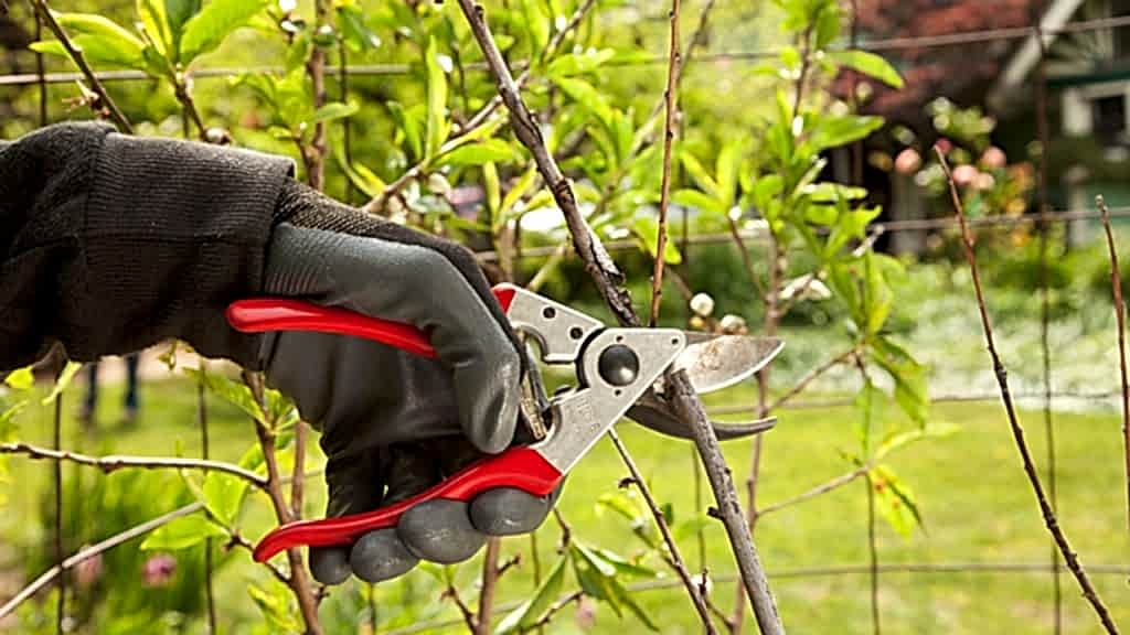 Sağlıklı Bahçeler için Budama ve Budama Zamanının Önemi Nedir?